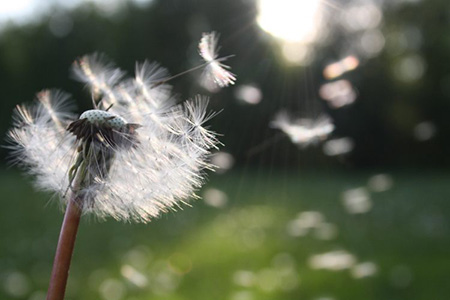 Dandelion Pollen Asthma