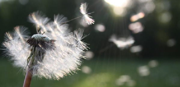 Dandelion Pollen Asthma